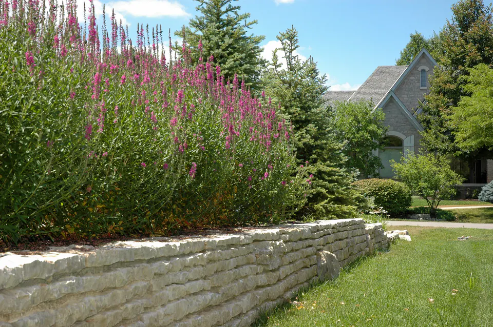 Natural limestone retaining wall with tall flowering perennial border, evergreen planting, lawn, and stone house beyond
